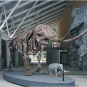アケボノゾウの復元全身骨格標本