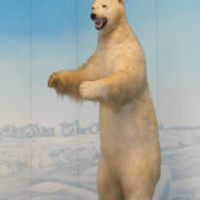 立った北極熊